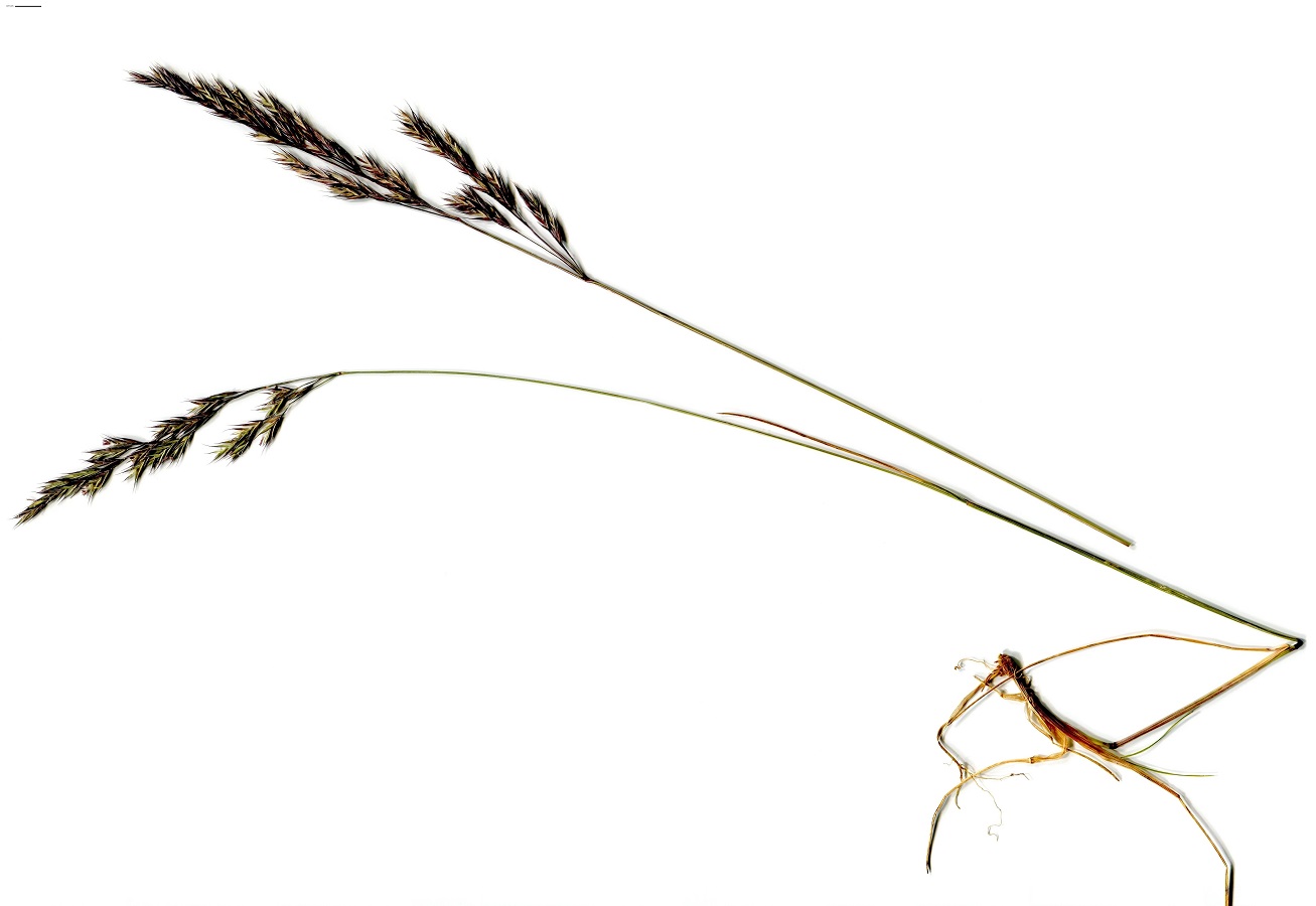 Festuca rivularis subsp. rivularis (Poaceae)